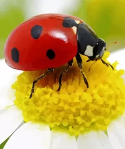 Multicolored Asian Ladybug Diamond Painting