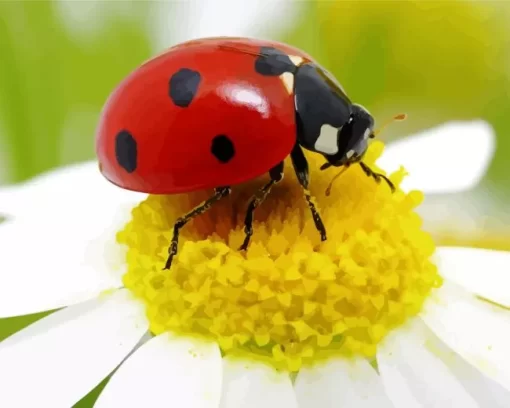 Multicolored Asian Ladybug Diamond Painting