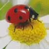 Multicolored Asian Ladybug Diamond Painting