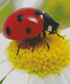 Multicolored Asian Ladybug Diamond Painting