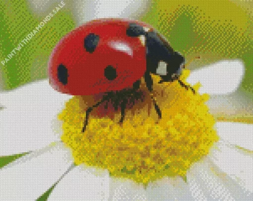 Multicolored Asian Ladybug Diamond Painting