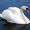 Mute Swan Diamond Painting