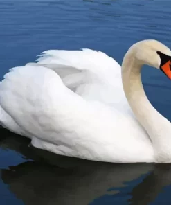 Mute Swan Diamond Painting