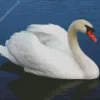 Mute Swan Diamond Painting