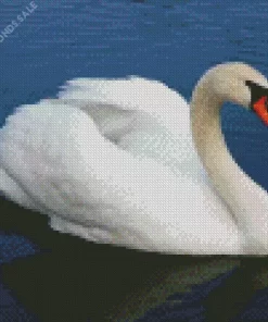 Mute Swan Diamond Painting