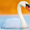 Mute Swan Bird Diamond Painting