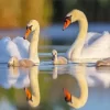 Mute Swan Couple Diamond Painting