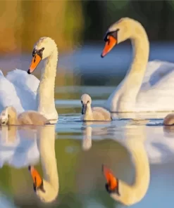 Mute Swan Couple Diamond Painting