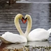 Mute Swan Pair Diamond Painting