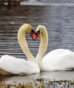 Mute Swan Pair Diamond Painting