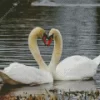 Mute Swan Pair Diamond Painting