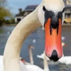 Mute Swan Close Up Diamond Painting