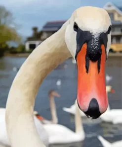 Mute Swan Close Up Diamond Painting