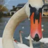 Mute Swan Close Up Diamond Painting