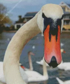 Mute Swan Close Up Diamond Painting