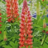 My Castle Lupine Plant Diamond Painting