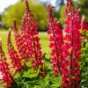 My Castle Red Lupine Plant Diamond Painting