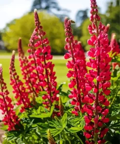 My Castle Red Lupine Plant Diamond Painting