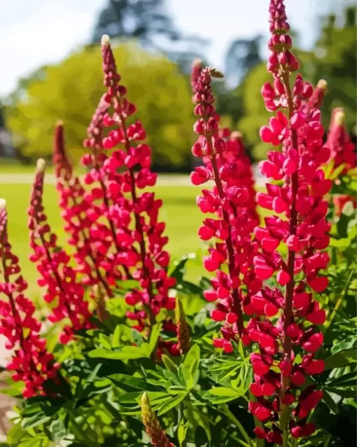 My Castle Red Lupine Plant Diamond Painting