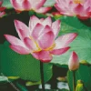 Nelumbo Nucifera Flower Diamond Painting