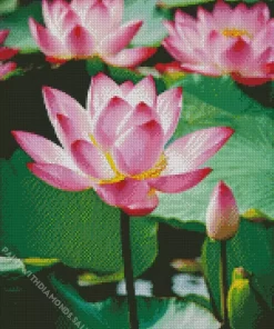 Nelumbo Nucifera Flower Diamond Painting