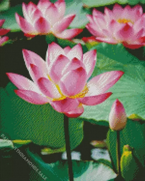 Nelumbo Nucifera Flower Diamond Painting