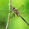 Ocellated Emerald Dragonfly Diamond Painting