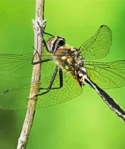 Ocellated Emerald Dragonfly Diamond Painting