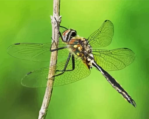 Ocellated Emerald Dragonfly Diamond Painting