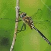 Ocellated Emerald Dragonfly Diamond Painting