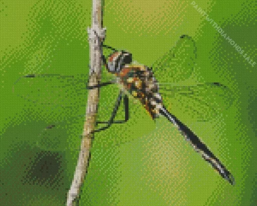 Ocellated Emerald Dragonfly Diamond Painting