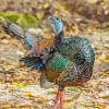 Ocellated Turkey Diamond Painting