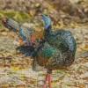 Ocellated Turkey Diamond Painting