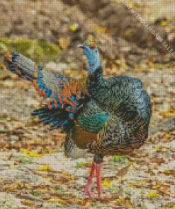 Ocellated Turkey Diamond Painting