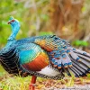 Ocellated Turkey Bird Diamond Painting