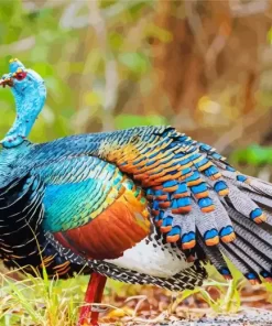 Ocellated Turkey Bird Diamond Painting