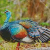 Ocellated Turkey Bird Diamond Painting