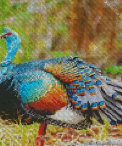 Ocellated Turkey Bird Diamond Painting