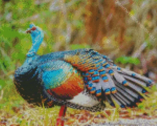 Ocellated Turkey Bird Diamond Painting