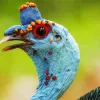 Ocellated Turkey Close Up Diamond Painting