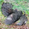 Ocellated Turkey Pair Diamond Painting