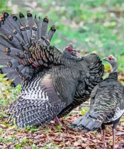 Ocellated Turkey Pair Diamond Painting