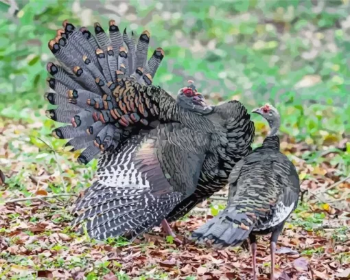 Ocellated Turkey Pair Diamond Painting