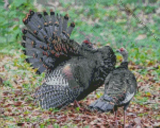 Ocellated Turkey Pair Diamond Painting