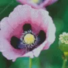 Opium Poppy Diamond Painting