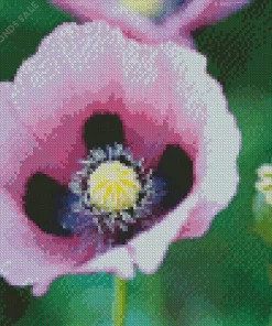 Opium Poppy Diamond Painting