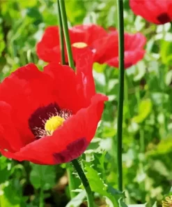 Opium Red Poppy Diamond Painting