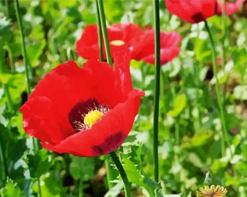 Opium Red Poppy Diamond Painting