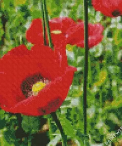 Opium Red Poppy Diamond Painting