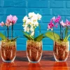 Orchids In Pots Diamond Painting